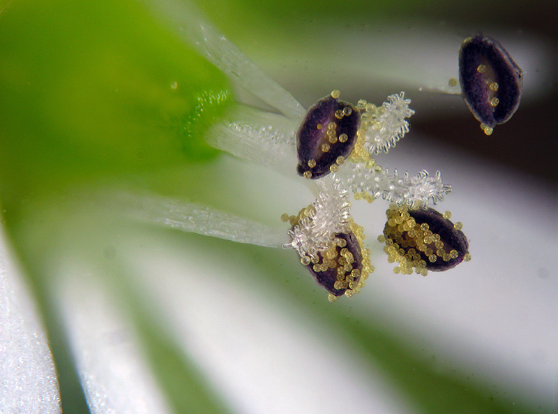 Stellaria media / Centocchio comune